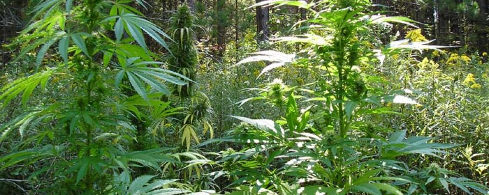 Cultivo de guerrilla para novatos