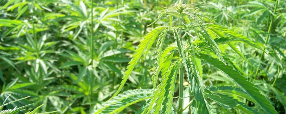 Cáñamo, el nuevo tabaco al que Kentucky está apostando