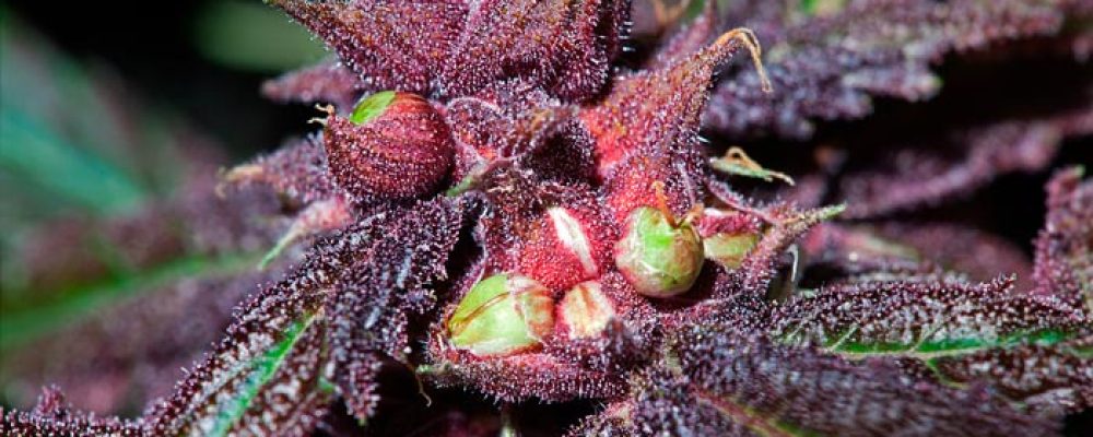 La selección y reproducción del cannabis