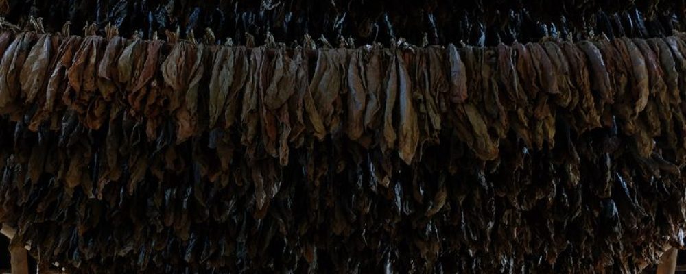 Monsanto y las tabacaleras maniobran para hacerse con la industria del cannabis