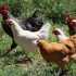 Los millones de pollos que comemos al año consumen demasiados antibióticos. Hay alternativa: el cannabis
