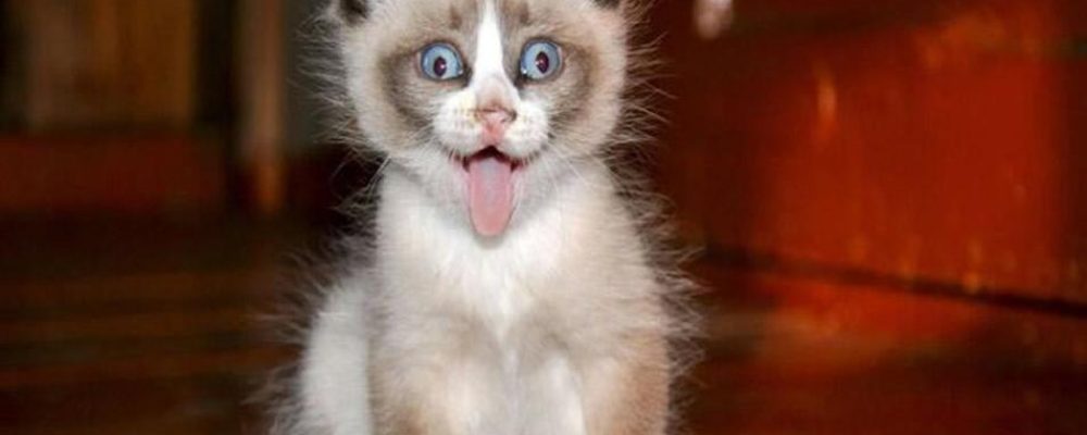 Video: Gatos se comieron la marihuana de su dueña y así acabaron