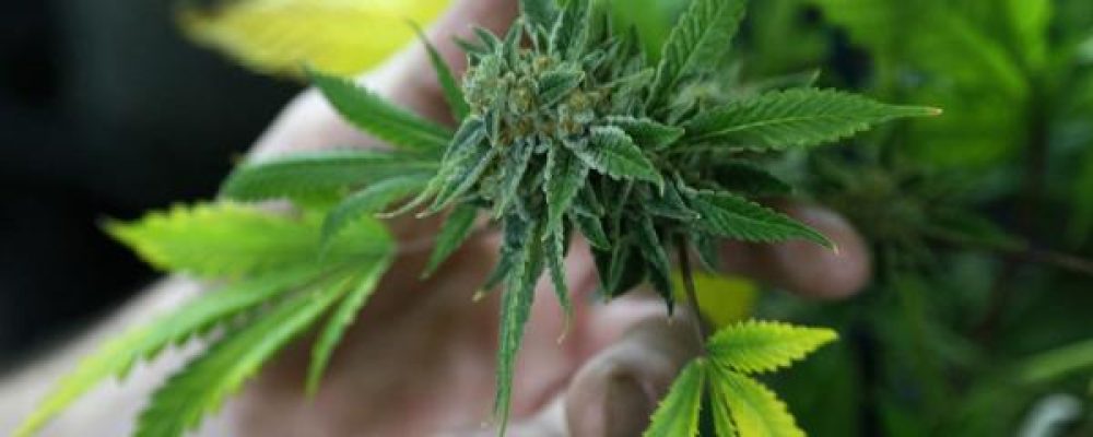 ¿Cuanto saldrá la marihuana legal en Uruguay?