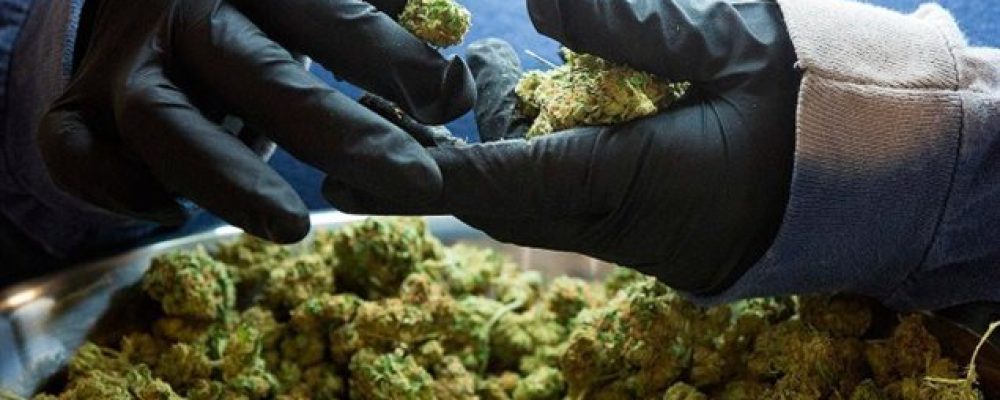 La venta de la marihuana en Quebec será un monopolio estatal
