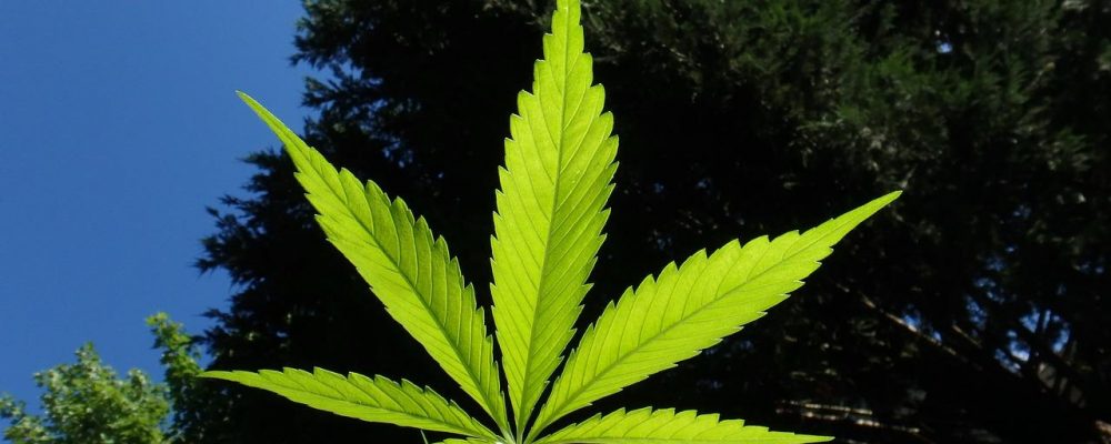 Cómo cultivar marihuana en el exterior paso a paso