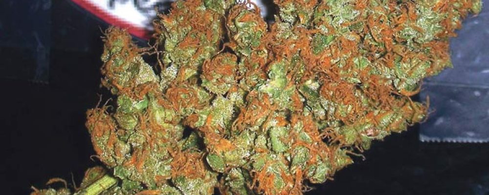 Absuelto dos veces de cultivar marihuana en casa para tratar su leucemia
