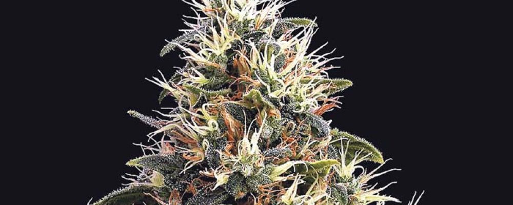 Colombia tiene 44 % del cupo mundial para cannabis medicinal