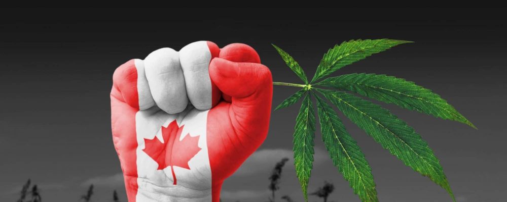 Canadá y su posible problema de escasez de marihuana