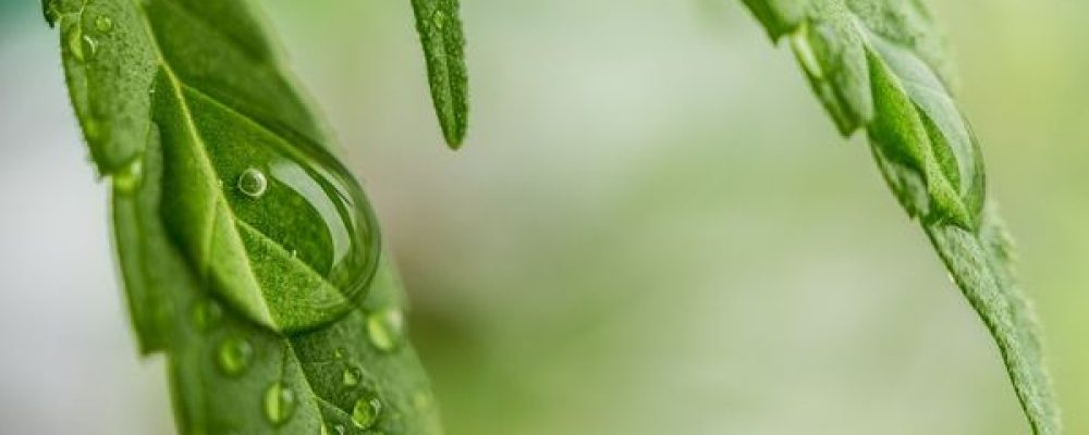 Los beneficios de la marihuana para combatir la esclerosis múltiple: ralentiza su desarrollo y disminuye el dolor
