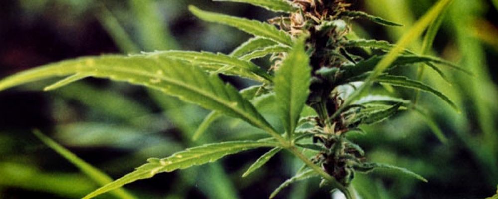 Podemos organiza en Dénia un debate sobre el uso del cannabis