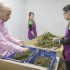 Detenido el gerente de la empresa de Quatretonda dedicada a procesar la flor de cáñamo