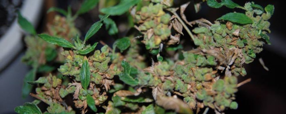 Uruguay inaugura un museo sobre marihuana y realizan exposición sobre el cannabis