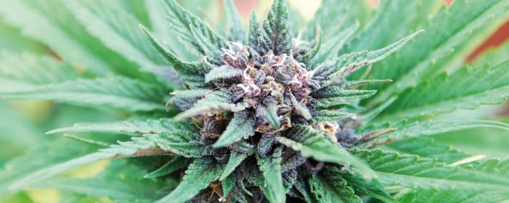 Lanzan iniciativa para legalizar uso de marihuana medicinal en Texas