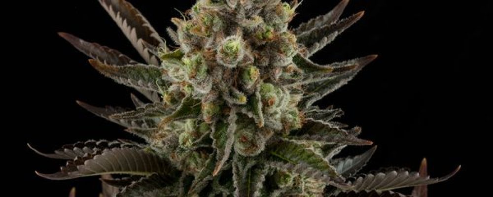 Las 10 variedades de marihuana más potentes que todo amante del THC debe cultivar