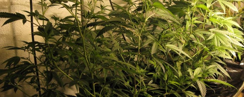 Holanda: El partido en el gobierno apoya la legalización del cultivo de cannabis