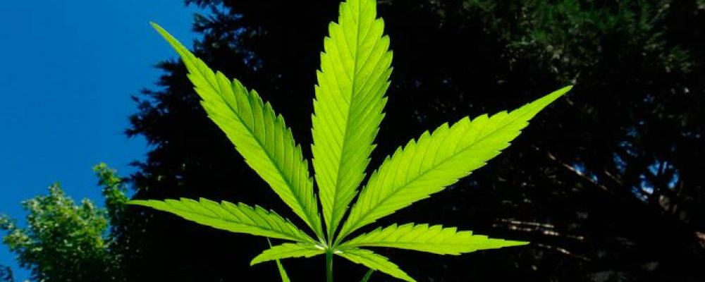 Cinco autonomías han regulado ya el uso terapéutico de la marihuana