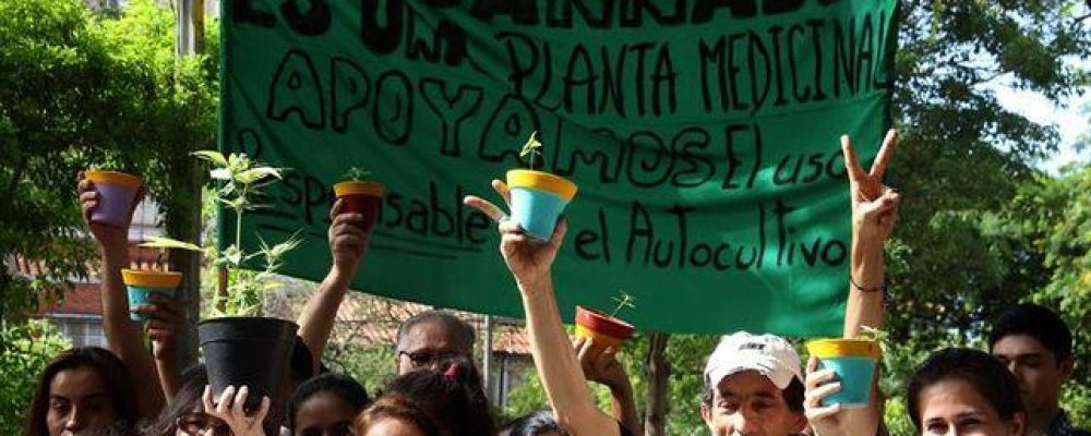 Paraguayas con hijos epilépticos presentan un amparo para el autocultivo de cannabis