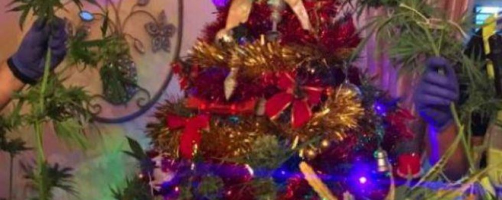 Detenidos por tener una planta de marihuana como árbol de Navidad