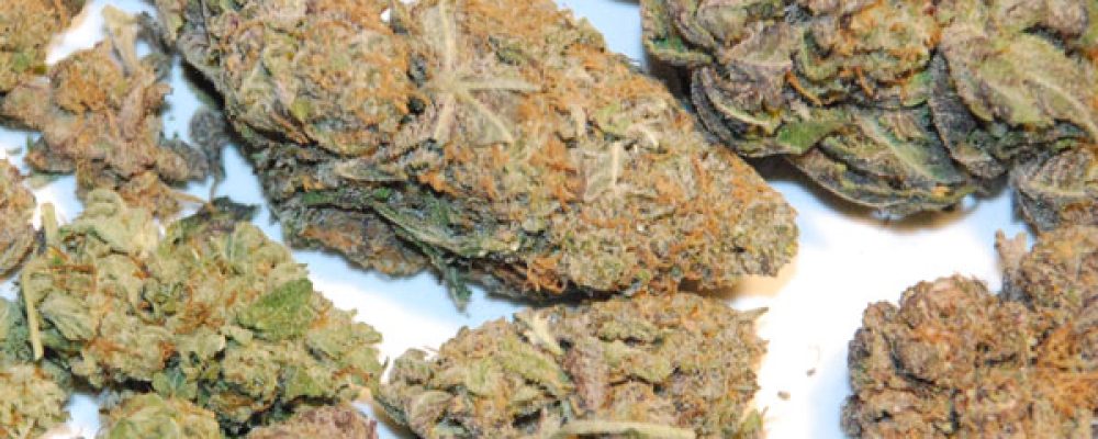 Bilbao levantará la veda a nuevas licencias para clubes de cannabis