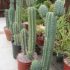 Cactus San Pedro: Mescalina natural