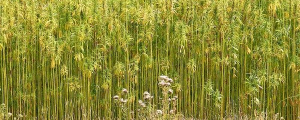 El cannabis como solución para regenerar y limpiar los suelos contaminados
