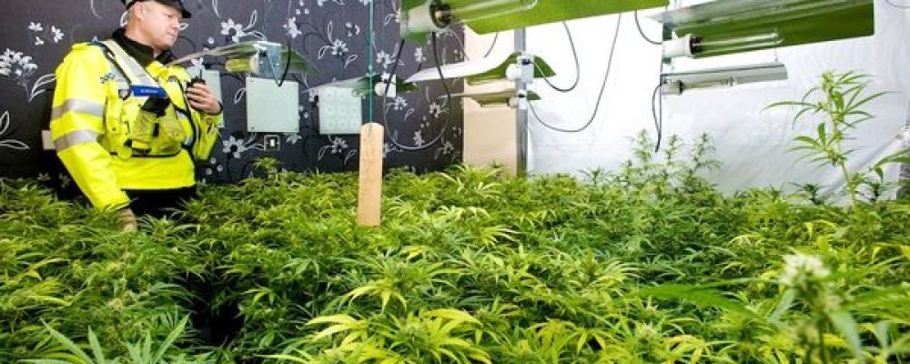 Marihuana en Reino Unido: el ‘brexit’, clave en un momento donde se apuesta por la investigación