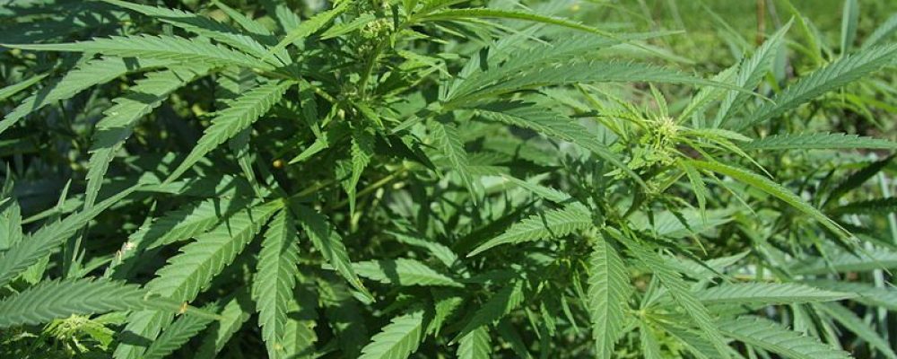 El cambio climático afecta (también) a las plantaciones de marihuana