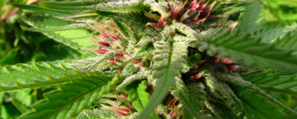 El cannabis rosa, sorprendentes variedades de marihuana que querrás cultivar