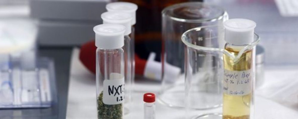 Latinoamérica avanza en el uso de cannabis medicinal