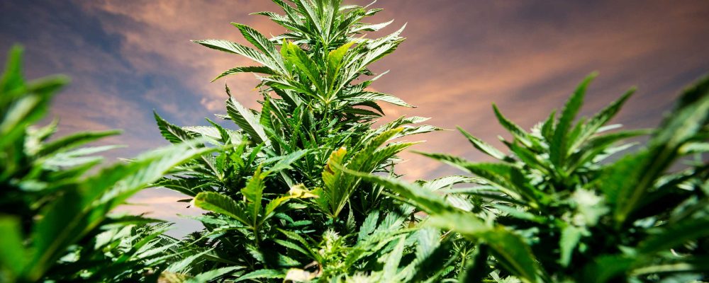 Guía básica de introducción al cultivo de cannabis