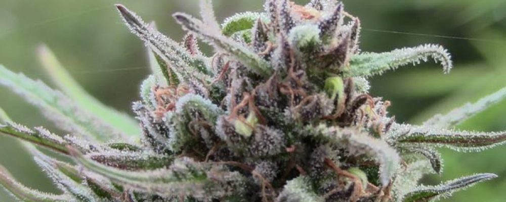 Ciudadanos y Podemos abordan en el Parlamento de La Rioja un debate sobre la legalización del cannabis para uso medicinal