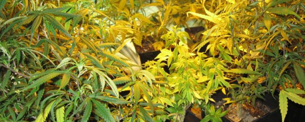 La poda del cannabis (II)