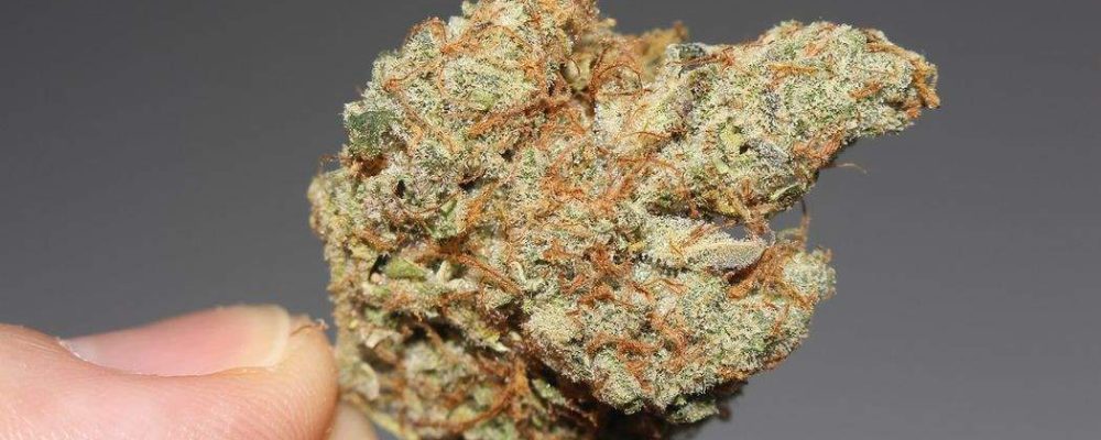 Cómo el CBD se ha convertido en el mejor aliado para los productos de belleza