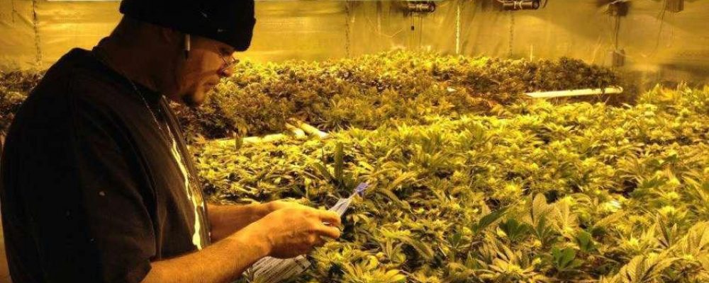 ¿Por qué nadie quiere sembrar marihuana para la DEA?