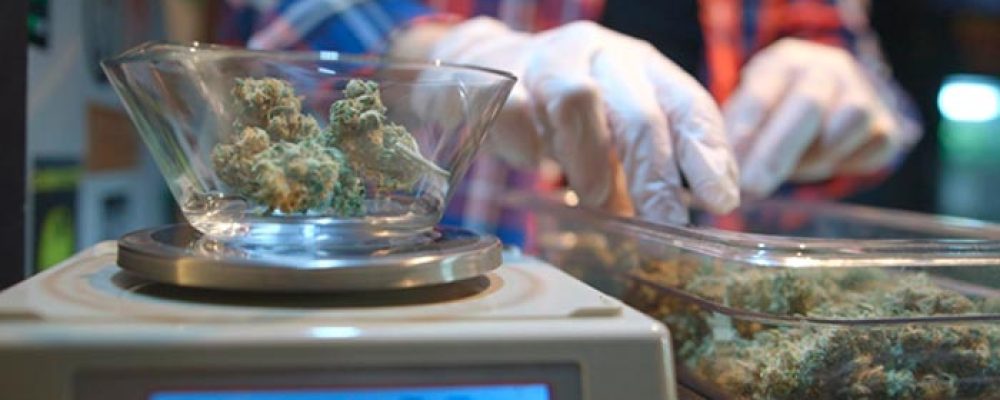 California produce demasiada marihuana, y los cultivadores no podrán exportar el excedente