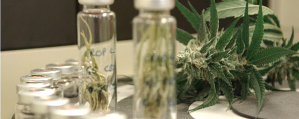 Una medicina a base de cannabis reduce a la mitad las convulsiones de las peores epilepsias