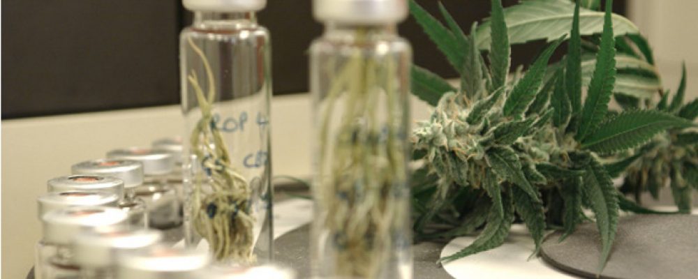 Investigadores andaluces crean medicina con cannabis para terapia antidolor