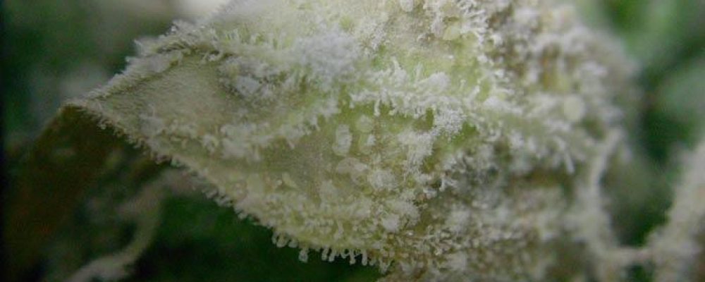 Hongos entomopatógenos y marihuana