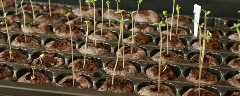 Germinación del cannabis y patologías relacionadas