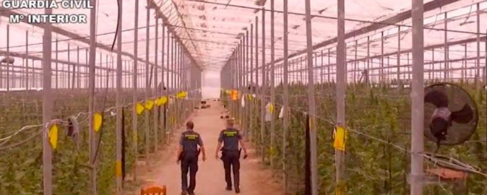 La Guardia Civil encuentra la mayor factoría de marihuana de la historia: 41.000 plantas en Almería