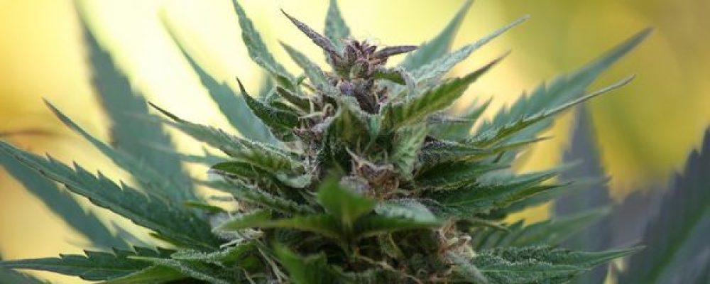 Así funciona el laboratorio de marihuana medicinal del Ejército italiano