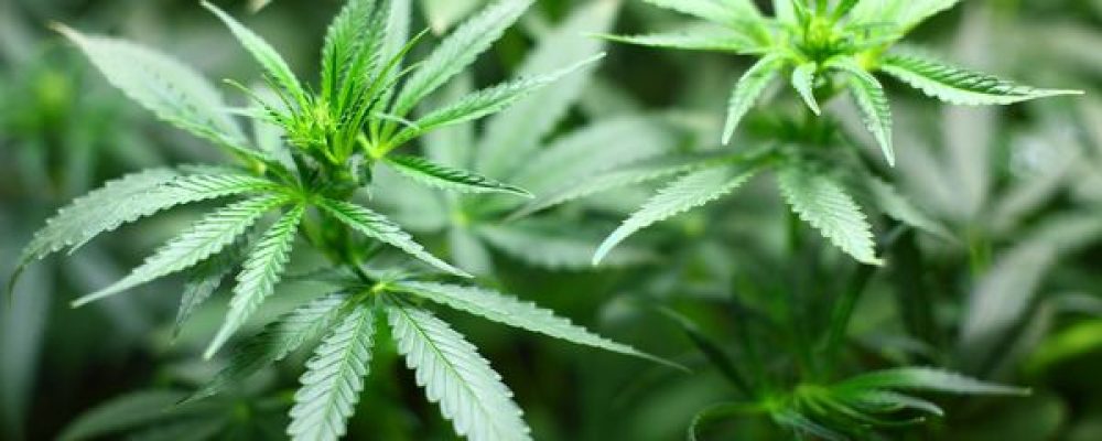 ¿Cuántas plantas de marihuana puedo plantar o tener legalmente en casa?