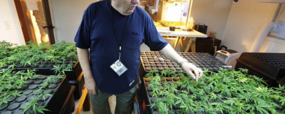 Grecia estaría cerca de unirse a la fiebre de la marihuana
