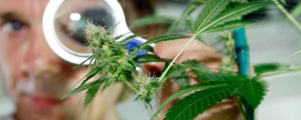 Abre sus puertas dispensario de cannabis medicinal en Puerto Rico