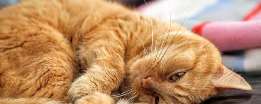 ¿Puede la marihuana terapéutica ayudar a nuestras mascotas?