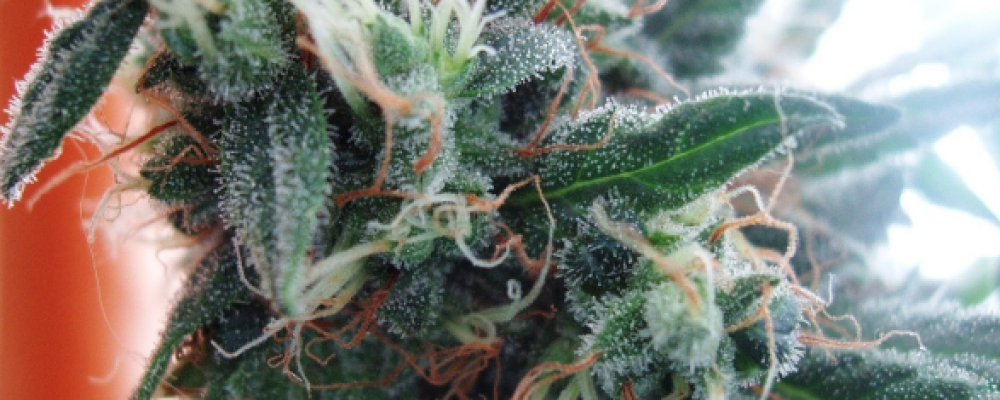 La marihuana de hoy en día es el triple de potente que en los años 80
