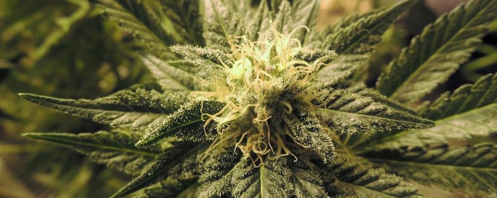 Texas obstaculiza uso legal de la marihuana