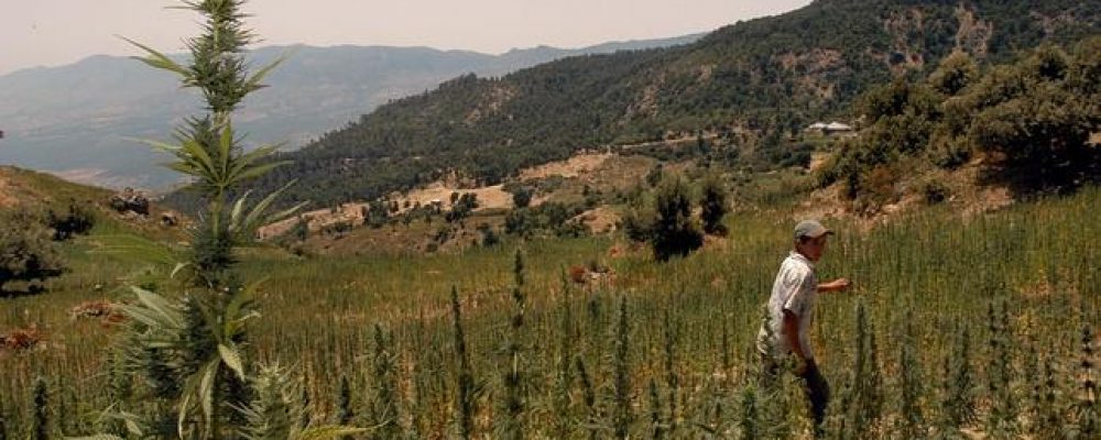 Turquía: Permiso gubernamental controlado para la producción de cannabis en 19 provincias