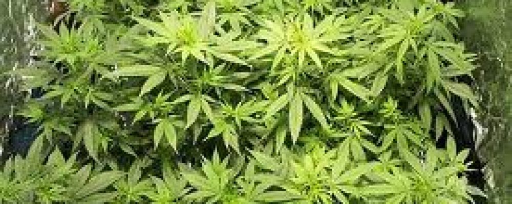 Spannabis convierte a Madrid en la capital mundial del cáñamo