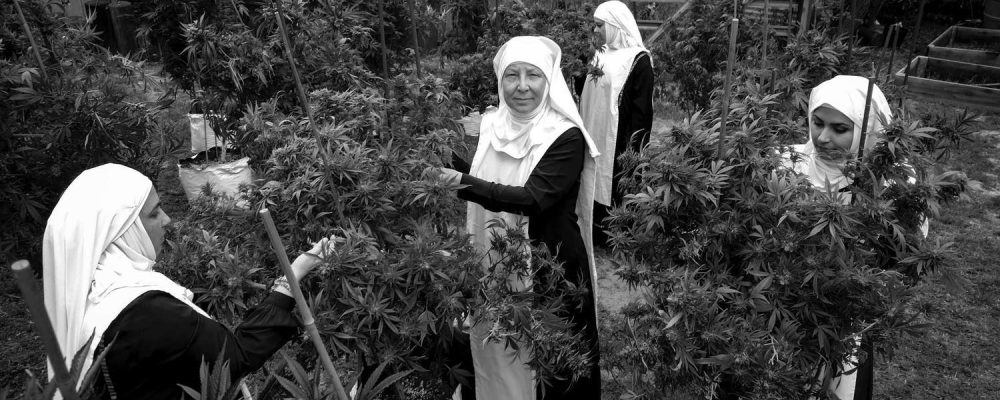 El capitalismo del cannabis toma California